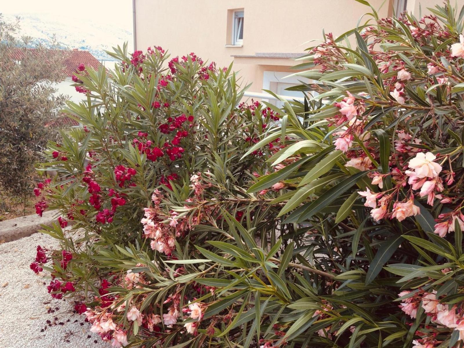 Ferienwohnung House Agradable Seget Vranjica Exterior foto